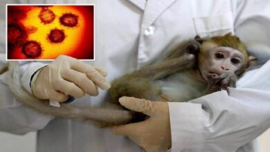واردات میمون به ایران